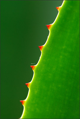Leuchten im Gegenlicht. Durch das Gegenlicht kommt die Blattkante mit ihren Dornen besonders gut zur Geltung.<br />Nikon D200 mit AF-S Micro NIKKOR 105 mm 1:2,8G VR