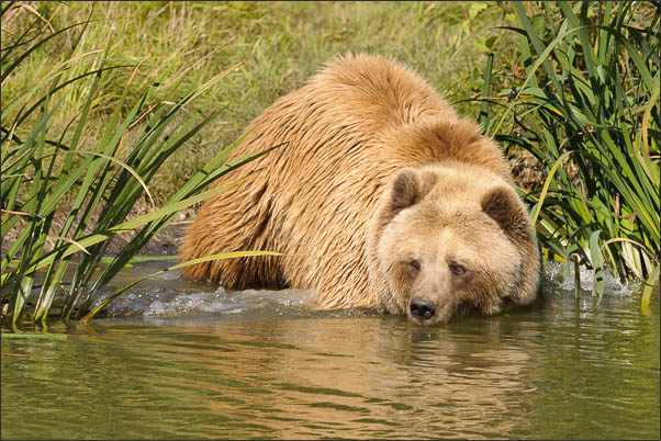 Europ�ischer Braunb�r (Ursus arctos arctos) am Wasser (Schweden)<br />Nikon D3x mit AF-S NIKKOR 500 mm 1:4G ED VR und TC-14e II