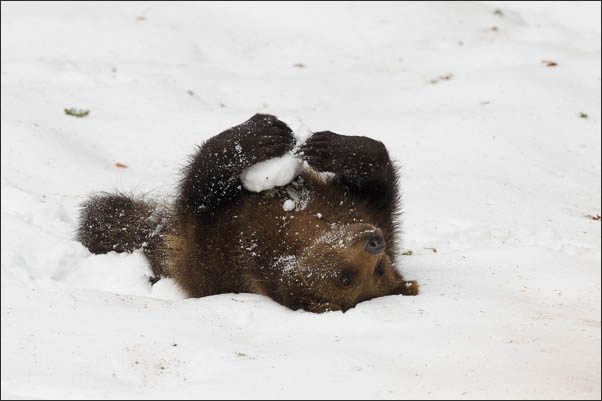 Junger Europ�ischer Braunb�r (Ursus arctos arctos) im Schnee (Schweden)<br />Nikon D3x mit AF-S NIKKOR 500 mm 1:4G ED VR und TC-14e II