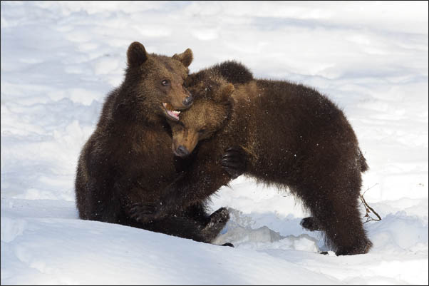 Zwei junge europ�ische Braunb�ren (Ursus arctos arctos) beim Balgen im Schnee Bayrischer Wald<br />Nikon D3s mit AF-S NIKKOR 500 mm 1:4G ED VR