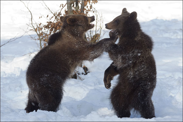 Zwei junge europ�ische Braunb�ren (Ursus arctos arctos) beim Balgen im Schnee Bayrischer Wald<br />Nikon D3s mit AF-S NIKKOR 500 mm 1:4G ED VR