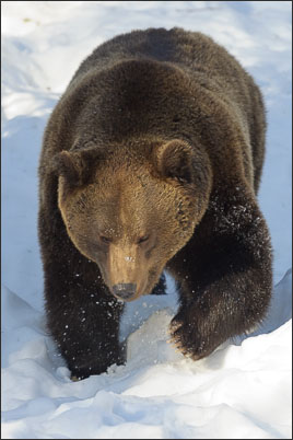 Europ�ischer Braunb�r (Ursus arctos arctos) im Schnee (Bayrischer Wald)<br />Nikon D3s mit AF-S NIKKOR 500 mm 1:4G ED VR