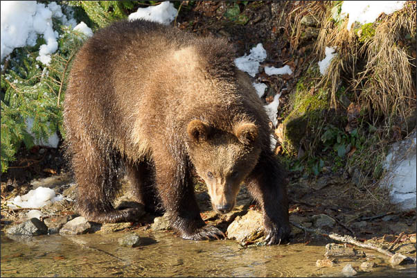 Junger Europ�ischer Braunb�r (Ursus arctos arctos) im Schnee (Bayrischer Wald)<br />Nikon D3s mit AF-S NIKKOR 500 mm 1:4G ED VR