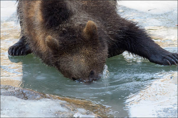 Europ�ischer Braunb�r (Ursus arctos arctos) am Wasser (Schweden)<br />Nikon D3s mit AF-S NIKKOR 500 mm 1:4G ED VR