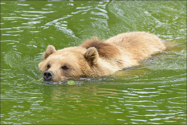 Europ�ischer Braunb�r (Ursus arctos arctos) im Wasser (Schweden)<br />Nikon D800E mit AF-S NIKKOR 500 mm 1:4 ED VR und TC-14e II