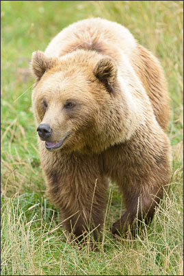 Europ�ischer Braunb�r (Ursus arctos arctos) im hohen Gras (Schweden)<br />Nikon D800E mit AF-S NIKKOR 800 mm 1:5,6E FL ED VR
