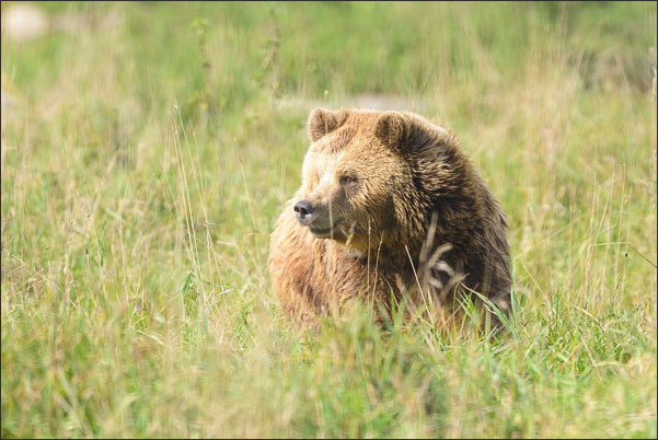Europ�ischer Braunb�r (Ursus arctos arctos) im hohen Gras (Schweden)<br />Nikon D800E mit AF-S NIKKOR 800 mm 1:5,6E FL ED VR und TC800-1,25E ED (1000 mm effektiv)