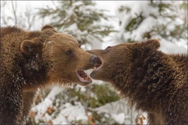 Zwei junge europ�ische Braunb�ren (Ursus arctos arctos) beim Kr�fte-Messen (Bayrischer Wald)<br />Nikon D800E mit AF-S NIKKOR 500 mm 1:4G ED VR