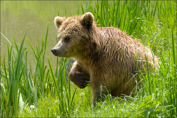 Europ�ischer Braunb�r (Ursus arctos arctos) am Wasser (Schweden)<br />Nikon D800E mit AF-S NIKKOR 500 mm 1:4 ED VR und TC-14e II
