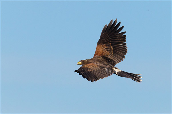 W�stenbussard (Parabuteo unicinctus) im Aufwind. Fotografiert in Kalifornien (USA).<br />Nikon D3s mit AF-S NIKKOR 500 mm 1:4G ED VR