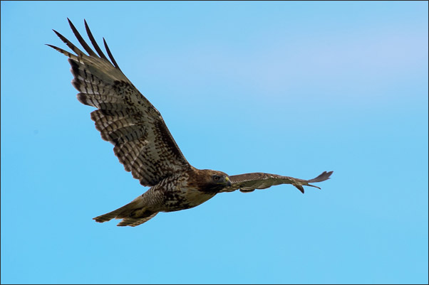 Ein Rotschwanzbussard (Buteo jamaicensis). Aufgenommen im Lamar Valley, Yellowstone NP (USA).<br />Nikon D3s mit AF-S NIKKOR 500 mm 1:4G ED VR und TC-14E II