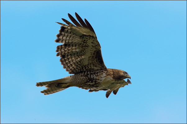 Ein Rotschwanzbussard (Buteo jamaicensis) im Vorbeiflug. Aufgenommen im Yellowstone NP, Wyoming (USA).<br />Nikon D3s mit AF-S NIKKOR 500 mm 1:4G ED VR und TC-14E II