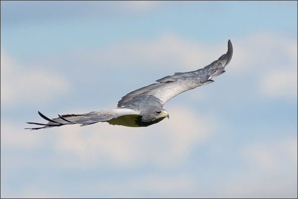 Ein Blaubussard (Geranoaetus melanoleucus) oder auch Kordillerenadler im Flug.<br />Nikon D800E mit AF-S NIKKOR 600 mm 1:4G ED VR