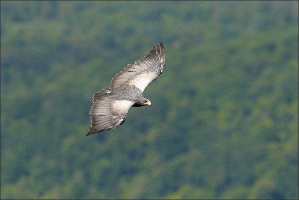 Ein Blaubussard (Geranoaetus melanoleucus) oder auch Kordillerenadler im Flug vor einem Wald.<br />Nikon D800E mit AF-S NIKKOR 600 mm 1:4G ED VR