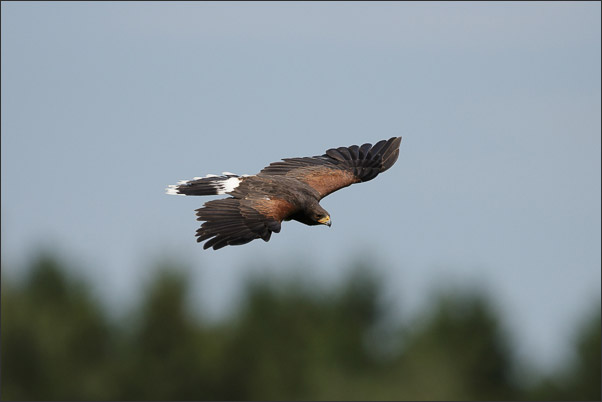 W�stenbussard (Parabuteo unicinctus) im Gleitflug. Fotografiert in Kalifornien (USA).<br />Nikon D800E mit AF-S NIKKOR 600 mm 1:4G ED VR
