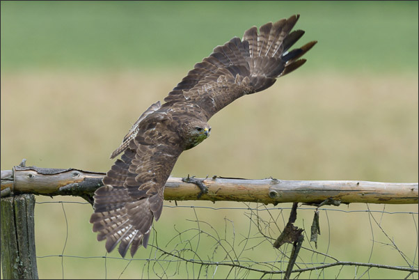 Ein M�usebussard (Buteo buteo) beim Abflug von seinem Ansitz.<br />Nikon D810 mit AF-S NIKKOR 600 mm 1:4G ED VR