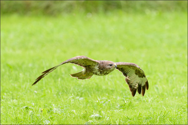 M�usebussard (Buteo buteo) im Gleitflug knapp �ber der Grasnarbe.<br />Nikon D810 mit AF-S NIKKOR 600 mm 1:4G ED VR