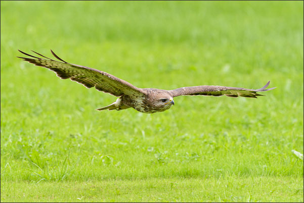 M�usebussard (Buteo buteo) im Gleitflug knapp �ber der Grasnarbe.<br />Nikon D810 mit AF-S NIKKOR 600 mm 1:4G ED VR