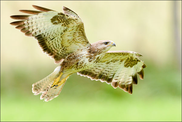 Ein M�usebussard (Buteo buteo) beim Anflug auf seinen Ansitz.<br />Nikon D810 mit AF-S NIKKOR 600 mm 1:4G ED VR