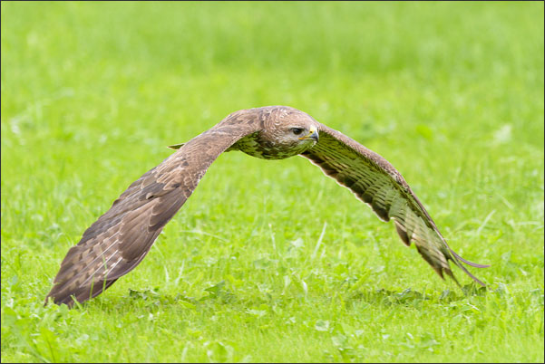 M�usebussard (Buteo buteo) im Gleitflug knapp �ber der Grasnarbe.<br />Nikon D810 mit AF-S NIKKOR 600 mm 1:4G ED VR
