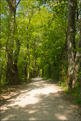 Impression eines Waldwegs im Chiemgau am Chiemsee.<br />Nikon D200 mit AF-S DX NIKKOR 17-55 mm 1:2,8G