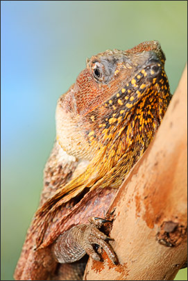 Kragenechse (Chlamydosaurus kingii) auf einem Eukalyptusbaum. Aufgehellt mit einem Blitz von rechts.<br />Nikon D200 mit AF-S Nikkor 400 mm 1:2,8G ED VR mit Zwischenring