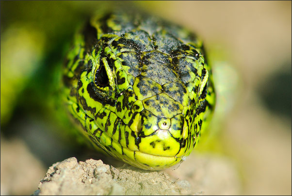 Deep Focus Fusion einer Zauneidechse (Lacerta agilis). Zusammengesetzt aus 78 Einzelaufnahmen.<br />Nikon D3x mit AF-S Micro NIKKOR 105 mm 1:2,8G VR