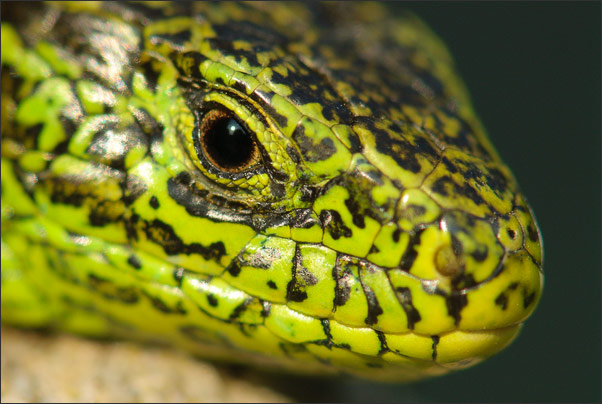 Makro-Portrait einer Zauneidechse (Lacerta agilis).<br />Nikon D3x mit AF-S Micro NIKKOR 105 mm 1:2,8G VR mit TC-14e II