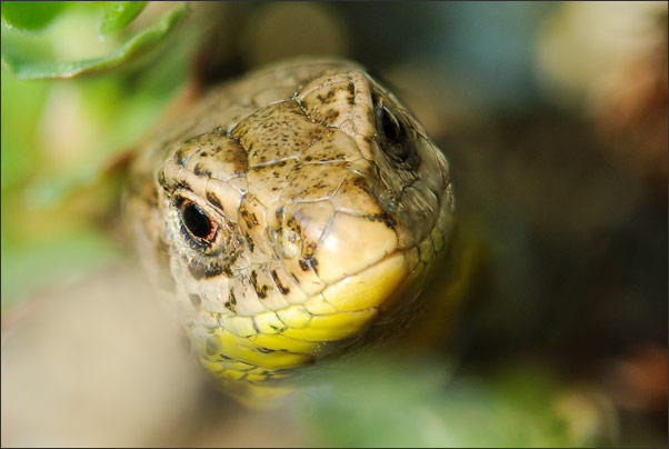 Makro-Portrait einer weiblichen Zauneidechse (Lacerta agilis) mit Hilfe der Deep Focus Fusion Technik.<br />Nikon D3x mit AF-S Micro NIKKOR 105 mm 1:2,8G VR