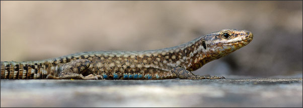 Makro-Panorama: Mauereidechse (Podarcis muralis) im fr�hen Morgenlicht.<br />Nikon D200 mit AF-S Micro NIKKOR 105 mm 1:2,8G VR