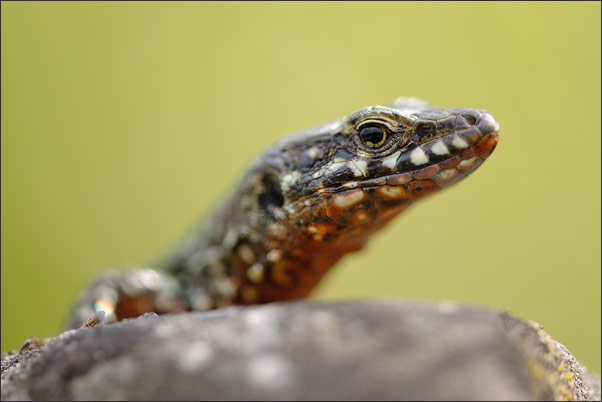 Wer guckt denn da so frech? Eine Mauereidechse (Lacerta muralis).<br />Nikon D3x mit AF Micro NIKKOR 200 mm 1:4D ED