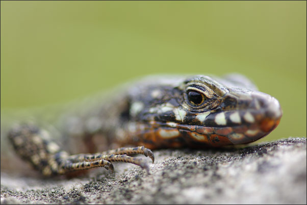 Diese Mauereidechse (Lacerta muralis) w�rmte sich am Morgen auf den warmen Steinen einer Weinbergmauer auf.<br />Nikon D3x mit AF-S Micro NIKKOR 105 mm 1:2,8G VR mit TC-14e II
