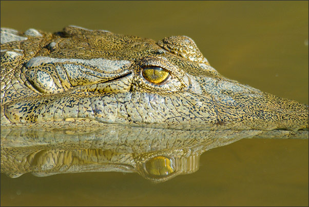 Gespiegelt. Australien-Krokodil (Crocodylus johnsoni) im ruhigen Wasser. Aufgenommen in West-Australien.<br />Nikon D200 mit AF-S Nikkor 400 mm 1:2,8G ED VR