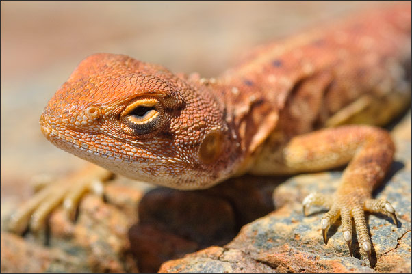 Makro-Portrait einer Bartagame. Aufgenommen in der Pilbara (West-Australien).<br />Nikon D200 mit AF Micro NIKKOR 200 mm 1:4D ED
