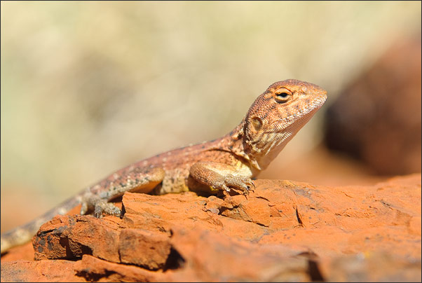 Beim Sonnenbad. Eine Bartagame aus der Pilbara in West-Australien auf dem typischen roten Felsen dieser Gegend.<br />Nikon mit AF-S DX NIKKOR 17-55 mm 1:2,8G ED