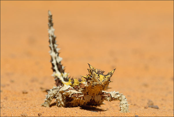 Ganz sch�n spitz! Ein Dornteufel (Moloch horridus) aus Australien.<br />Nikon D200 mit AF-S Micro NIKKOR 105 mm 1:2,8G VR