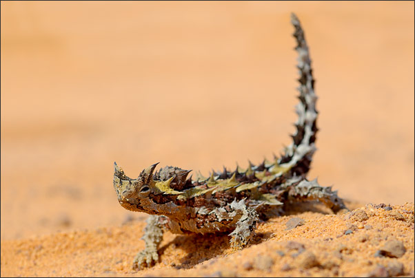 Auf dem Weg von der Stra�e fotografierte ich diesen Dornteufel (Moloch horridus).<br />Nikon D200 mit AF-S Micro NIKKOR 105 mm 1:2,8G VR