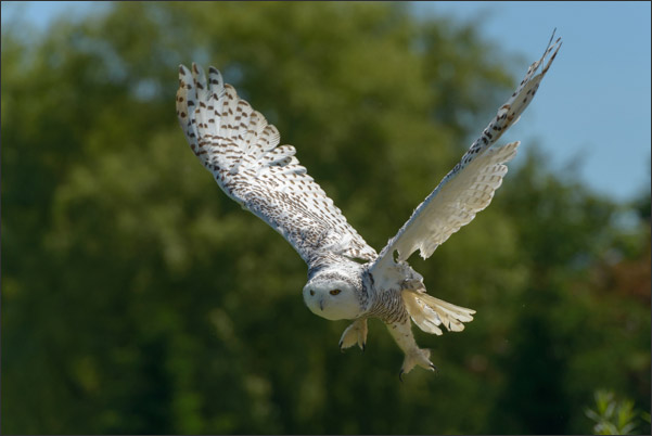 Eine weiblihe Schnee-Eule (Bubo scandiacus) kurz nach dem Abflug (Norwegen).<br />Nikon D800E mit AF-S NIKKOR 500 mm 1:4G ED VR