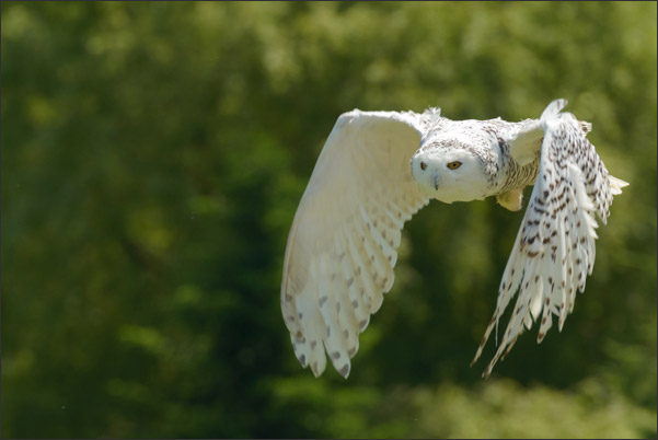 Eine weibliche Schnee-Eule (Bubo scandiacus) in kraftvoller Flugpose (Norwegen).<br />Nikon D800E mit AF-S NIKKOR 500 mm 1:4G ED VR