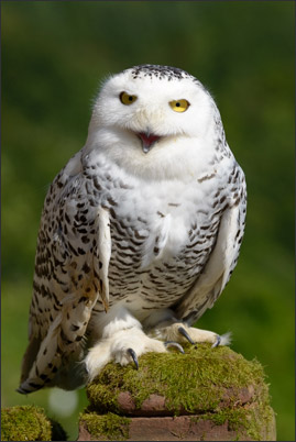 Portrait einer weiblichen Schnee-Eule (Bubo scandiacus) auf einem alten Grenzstein.<br />Nikon D800E mit AF-S NIKKOR 500 mm 1:4G ED VR