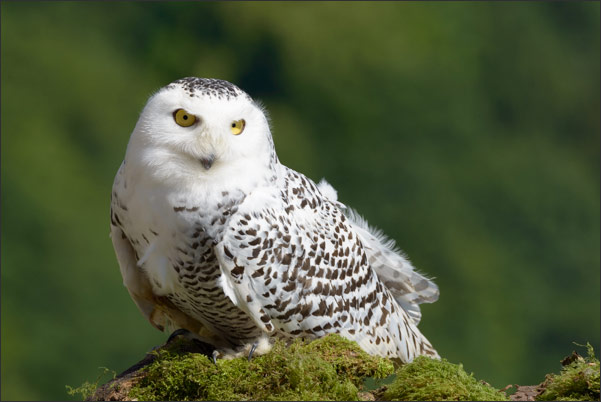 Eine weibliche Schnee-Eule (Bubo scandiacus) sonnt sich auf einem alten Baumstumpf.<br />Nikon D800E mit AF-S NIKKOR 600 mm 1:4G ED VR