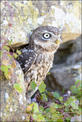 Ein Steinkauz (Athene noctua) schaut aus seinem Versteck in einer alten Mauer raus.<br />Nikon D800E mit AF-S NIKKOR 400 mm 1:2.8G ED VR