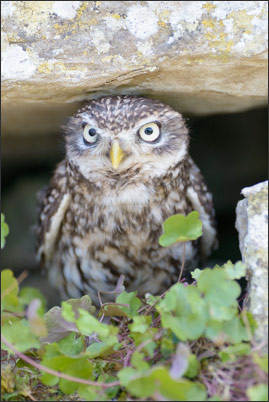Ein Steinkauz (Athene noctua) schaut aus seinem Versteck in einer alten Mauer raus.<br />Nikon D800E mit AF-S NIKKOR 400 mm 1:2.8G ED VR