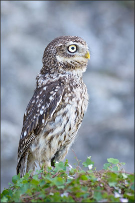 Hier macht sich der Steinkauz (Athene noctua) auf einem Stein vor "seiner" Mauer besonders gro�.<br />Nikon D800E mit AF-S NIKKOR 400 mm 1:2.8G ED VR und TC-20e III