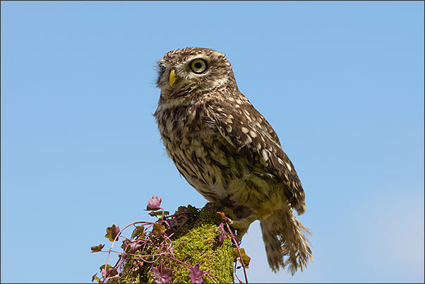 Ein Steinkauz (Athene noctua) auf einem alten Baumstumpf.<br />Nikon D800E mit AF-S NIKKOR 600 mm 1:4G ED VR