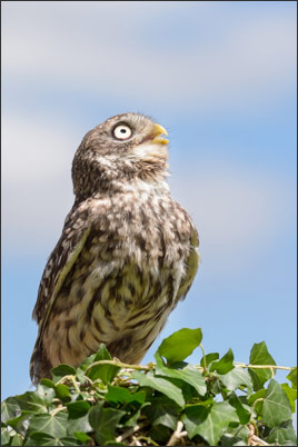 Ein Steinkauz (Athene noctua) schaut zum Himmel aus Angst vor einem Falken.<br />Nikon D800E mit AF-S NIKKOR 600 mm 1:4G ED VR