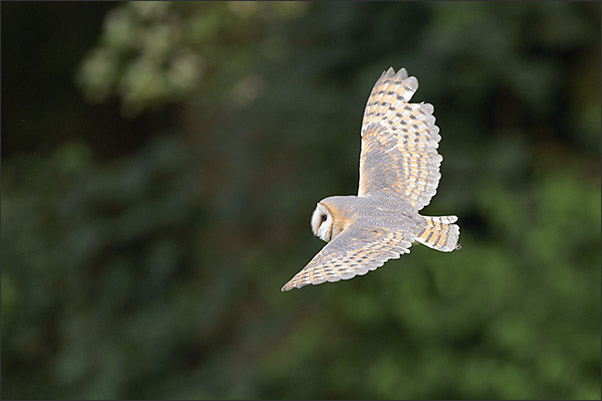 Mitteleurop�ische Schleiereule (Tyto alba guttata) im Flug vor einem Wald.<br />Nikon D4s mit AF-S NIKKOR 600 mm 1:4G ED VR