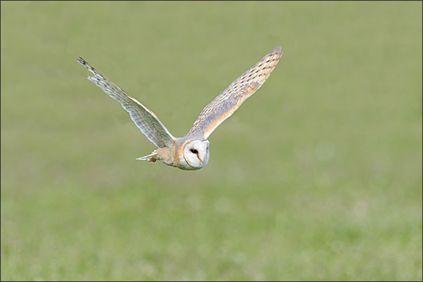 Eine Nordamerikanische Schleiereule (Tyto furcata pratincola) im Anflug �ber eine Wiese (Kalifornien).<br />Nikon D4s mit AF-S NIKKOR 600 mm 1:4G ED VR