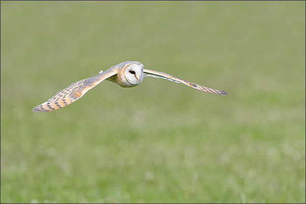 Eine Nordamerikanische Schleiereule (Tyto furcata pratincola) im Anflug �ber eine Wiese (Kalifornien).<br />Nikon D4s mit AF-S NIKKOR 600 mm 1:4G ED VR