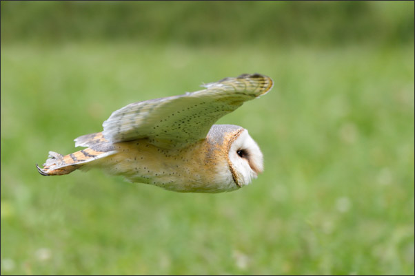 Eine Nordamerikanische Schleiereule (Tyto furcata pratincola) im Vorbeiflug (Kalifornien).<br />Nikon D4s mit AF-S NIKKOR 600 mm 1:4G ED VR